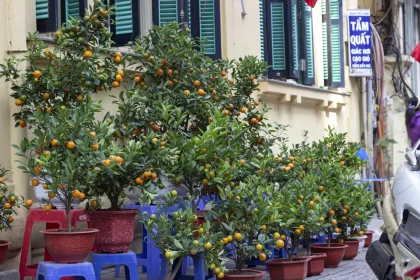 arbuste kumquat hanoi vietnam